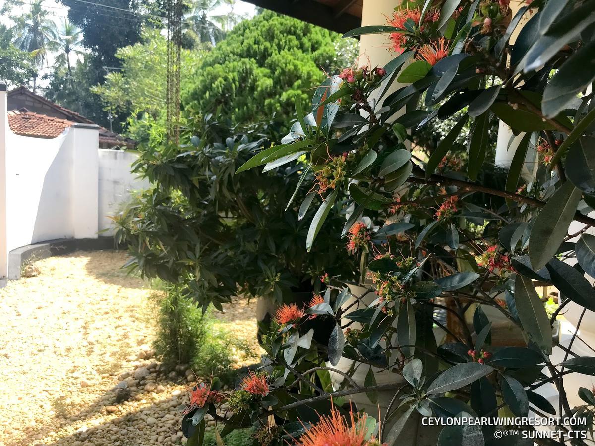 Ceylon Pearlwing Resort Negombo Exterior photo