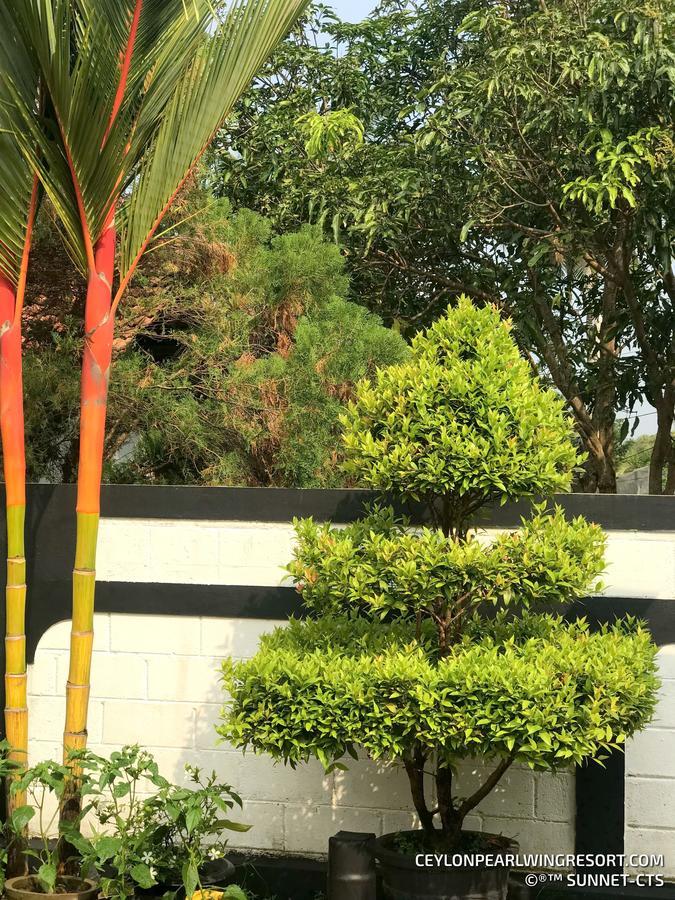 Ceylon Pearlwing Resort Negombo Exterior photo